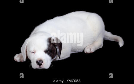 Labrador und Bulldog mix Welpe schlafen auf einem schwarzen Hintergrund Stockfoto