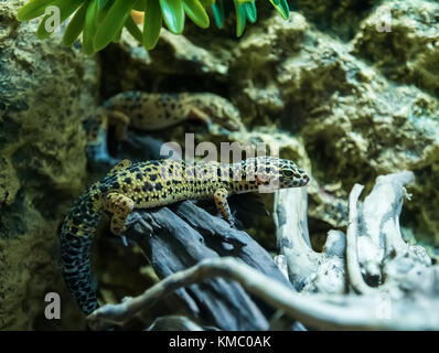Leopard gecko Eublepharis macularius in natürlicher Umgebung Stockfoto