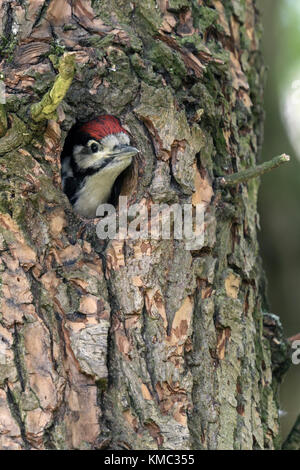 Größere / Buntspecht / buntspecht (Dendrocopos major), juvenile, Küken, die aus dem Nest hole, Europa. Stockfoto