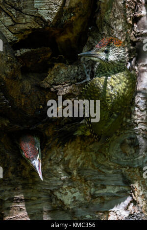 Grünspecht/gruenspecht (picus viridis), gerade flügge gewordenen jungen Küken das Nest verlassen, Bohrung, Klettern aus dem Nest hole, Europa. Stockfoto