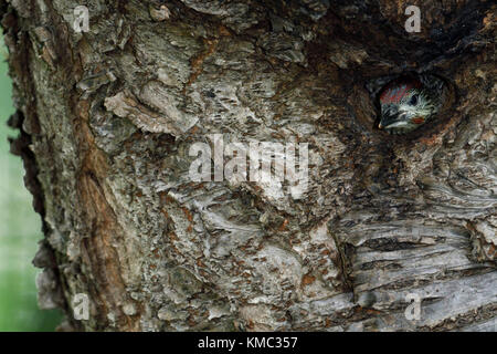 Grünspecht / grünspecht (picus viridis), juvenile, Küken, Jung aus dem Nest hole, Europa. Stockfoto