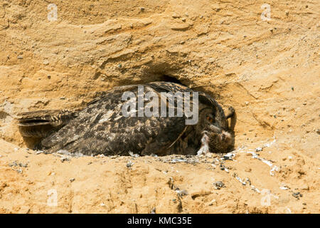 Eurasische Eule / Europäischer Uhu ( Bubo bubo ), an seiner Brutstätte in einer Sandgrube, weibliche Erwachsene, Küken sammeln, Fütterung, Tierwelt, Europa. Stockfoto