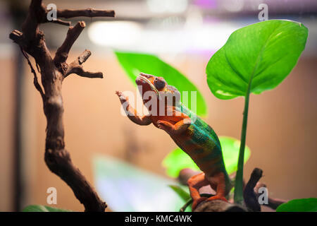 Die Panther chameleon Reichweiten für einen Ast. Zoo von St.-Petersburg, Russland. Stockfoto