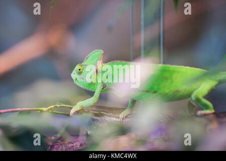 Grüne Chamäleon sitzt auf einem Ast. Zoo von St.-Petersburg, Russland. Stockfoto