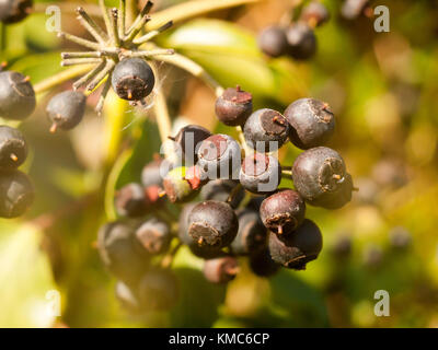 Nahaufnahme der Dunkelblau viele Beeren am Strauch im Herbst - Hedera (Efeu), Essex, England, Großbritannien Stockfoto