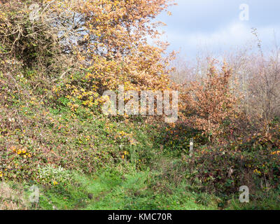 Herbst Gelb und Grün baum Weg durch die Landschaft Wald, Essex, England, Großbritannien Stockfoto