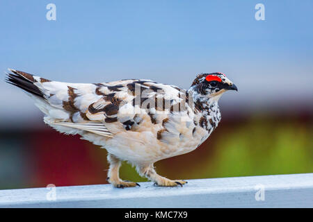 Porträt einer männlichen Ptarmigan, Island Stockfoto