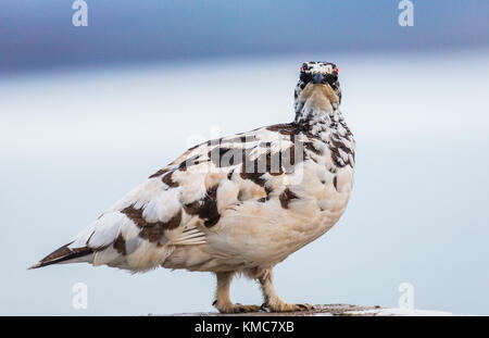 Porträt einer männlichen Ptarmigan, Island Stockfoto