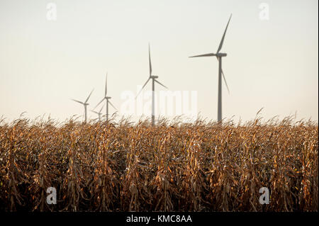 Windmühlen über reife Ernte bereit, Mais Stockfoto