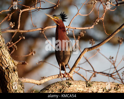 Ein Reiher ruht auf einem Ast an der lsu See. Baton Rouge, Louisiana, USA Stockfoto