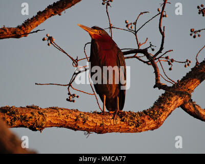 Ein Reiher ruht auf einem Ast an der lsu See. Baton Rouge, Louisiana, USA Stockfoto