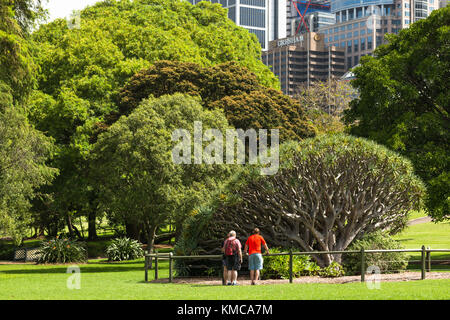 Sydney botanischer Garten mit Sicht auf die City Skyline, New South Wales, Australien. Stockfoto