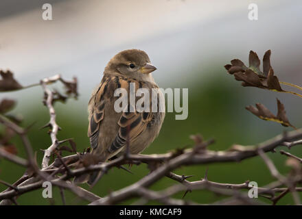 Weibliche House sparrow, Passer domesticus, in Weißdornbusch, Lancashire, Großbritannien Stockfoto