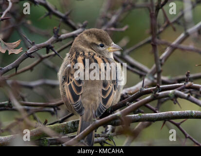 Weibliche House sparrow, Passer domesticus, in Weißdornbusch, Lancashire, Großbritannien Stockfoto