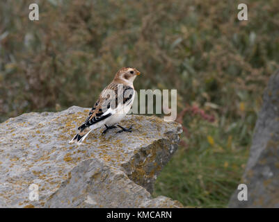 Männliche Schneeammer, Plectrophenax nivalis, auf den Felsen am Rand der Salzwiesen an der Küste in Morecambe Bay, Großbritannien thront Stockfoto