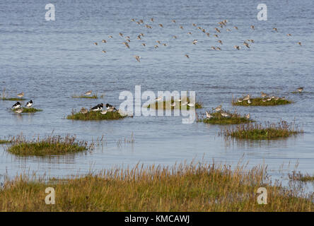 Eine Sammlung von kleinen Watvögel Rastplätze auf kleinen grünen Inseln in Salt Marsh bei Flut, Morecambe Bay, Lancashire, Großbritannien Stockfoto