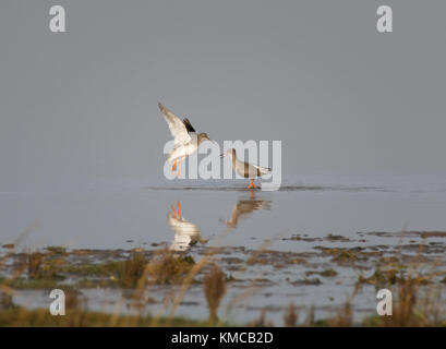 Rotschenkel Tringa totanus, Aggression, auf nassem Sand in der Bucht von Morecambe, Lancashire, Großbritannien Stockfoto