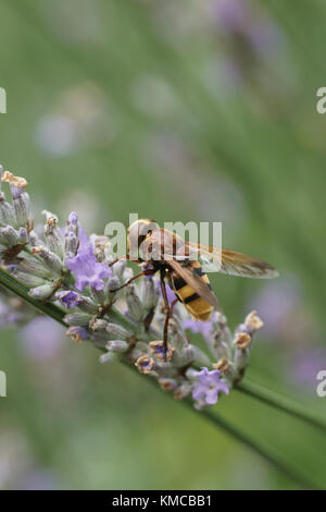 Volucella zonaria (Hornet nachahmen Hoverfly) Stockfoto