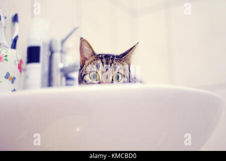 Tabby Katze im Waschbecken Stockfoto