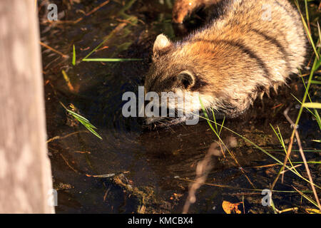 Waschbär procyon lotor Grünfutter für Essen im Corkscrew Swamp Sanctuary in Naples, Florida. Stockfoto