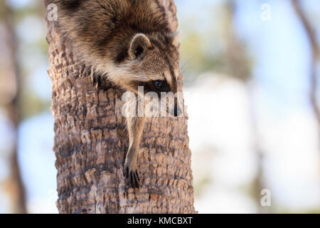 Waschbär procyon lotor Grünfutter für Essen im Corkscrew Swamp Sanctuary in Naples, Florida. Stockfoto