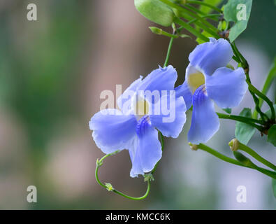 Wilde violette Blumen blühen sanft im Garten und schaffen attraktive Schönheit in der Natur Stockfoto