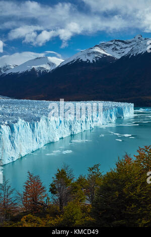 Der Gletscher Perito Moreno, und Lenga Bäumen im Herbst, Parque Nacional Los Glaciares (World Heritage Area), Patagonien, Argentinien, Südamerika Stockfoto