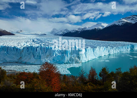 Der Gletscher Perito Moreno, Lenga Bäumen im Herbst, und die Touristen auf Gehweg, Parque Nacional Los Glaciares (World Heritage Area), Patagonien, Argentinien, Sout Stockfoto
