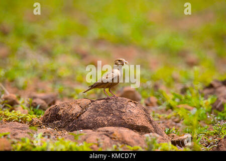 Ashy gekrönte Spatz Lerche, Eremopterix griseus Erwachsener mit kill-Weiblich, Supa, Maharashtra, Indien Stockfoto