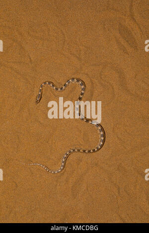 Awl Schlange, Lytorhynchus diadema Wüsten Nationalpark, Rajasthan, Indien geleitet Stockfoto