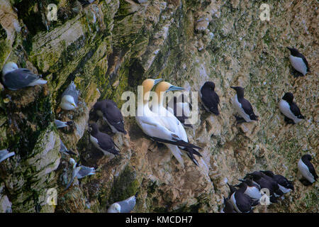 Northern Gannet, Morus bassanus ist ein seevogel und das größte Mitglied der gannett Familie. Sommerset, England Stockfoto