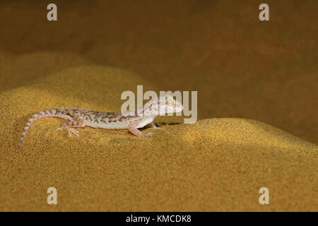 Sindh Sand Gecko, Crossobamon orientalis Wüsten Nationalpark, Rajasthan, Indien Stockfoto