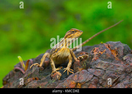 Die fan-throated Eidechse, Sitana ponticeriana - schwangere Frauen, Kaas, Maharashtra, Indien Stockfoto