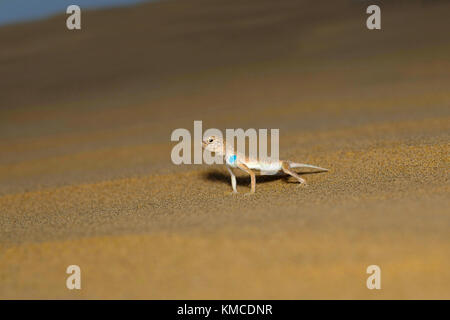 Kröte vorangegangen Agama, Genus Phrynocephalus Wüsten Nationalpark, Rajasthan, Indien Stockfoto