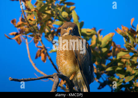 Weiß gemustert Bussard, Butastur teesa Nagpur, Maharashtra, Indien Stockfoto