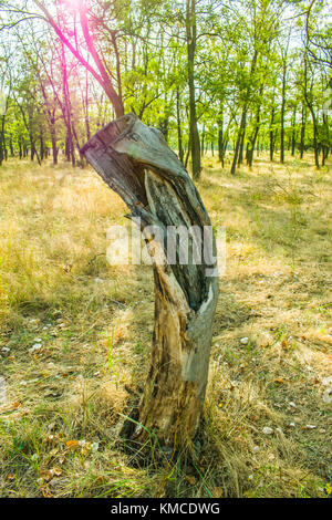 Ein alter Baumstumpf in der Mitte ein Loch in den Wald. die Sonne rosa leuchtet Stockfoto