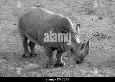 Riesige nach Nashorn mit einer dicken Haut und ein großes Horn, ein schwarz-weiß Foto. Stockfoto