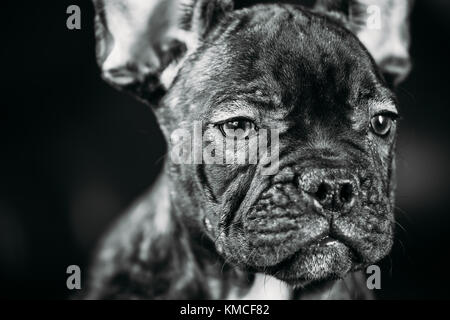 Nahaufnahme Portrait Junge schwarze Französische Bulldogge hund welpe mit weißer Fleck sitzen auf dem roten Sofa indoor. lustig Hund Baby. Foto in b&w, Schwarz und Weiß Stockfoto