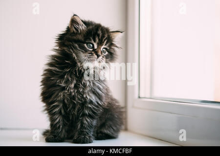 Lustige grau kleine Katze Kätzchen saß auf einem weißen Fensterbank. Stockfoto