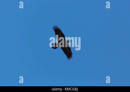 Silhouette Schwarz northern Rabe (Corvus Corax) fliegen in blauer Himmel Stockfoto