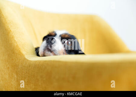 Süßer Hund lehnt sich Kopf auf dem Sessel Stockfoto