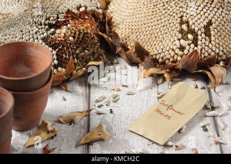 Die Samen werden aus getrockneten Sonnenblume (Helianthus annuus 'russische Riese") geerntet, einige für Vogelfutter und einige zur Neubepflanzung, England Großbritannien Stockfoto