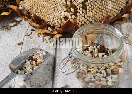 Sonnenblumenkerne aus getrockneten Helianthus 'russische Riese" Sonnenblume geerntet, einige für Re - Bepflanzung und einige für den Herbst/Winter Vogelfutter, Großbritannien Stockfoto