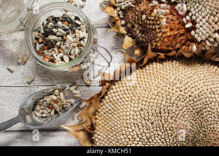 Sonnenblumenkerne aus den getrockneten Köpfe von Helianthus 'russische Riese" Sonnenblume geerntet werden, einige für die erneute Bepflanzung und einige für den Winter Vogelfutter, Großbritannien Stockfoto