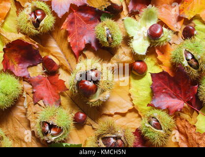 Gefallenen Kastanien (Castanea sativa), einige in ihrem stacheligen Fällen auf Laub eingehüllt im Herbst (November) Yorkshire UK Stockfoto