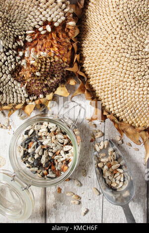 Die Samen werden aus getrockneten Sonnenblumen seedheads' Helianthus 'russische Riese', für die erneute Anpflanzung und Herbst/Winter Vogelfutter geerntet, Großbritannien Stockfoto