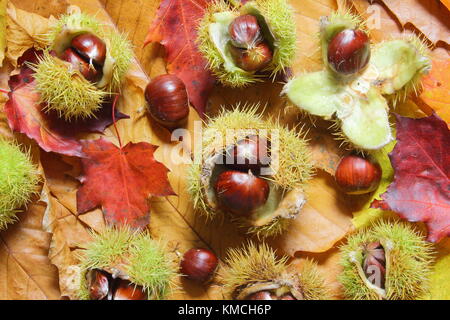 Gefallenen Kastanien (Castanea sativa), einige in ihrem stacheligen Fall eingehüllt, und Laub auf einer englischen Waldboden im Herbst (November) Yorkshire UK Stockfoto