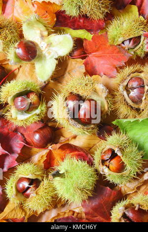 Gefallenen Kastanien (Castanea sativa), einige in ihrem stacheligen Fall eingehüllt, und Laub auf einer englischen Waldboden im Herbst (November) Yorkshire UK Stockfoto