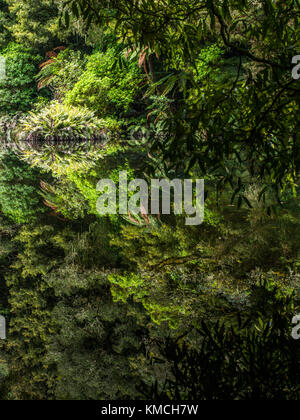 Native Wald in Ohinetonga Lagune, Owhango, Ruapehu District, Neuseeland wider Stockfoto