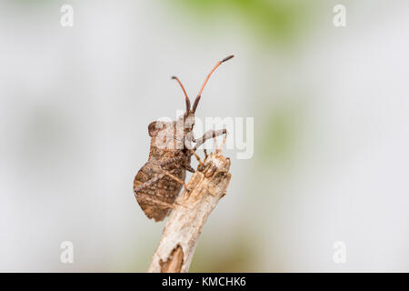 Lederwanze Coreus marginatus, Dock, Fehler Stockfoto